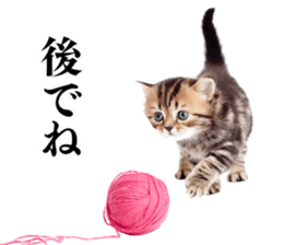 Cat Photo Stickers 02 sticker #13811361