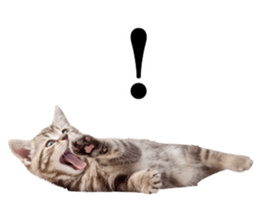 Cat Photo Stickers 02 sticker #13811362