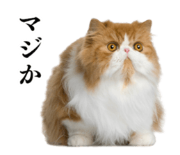 Cat Photo Stickers 02 sticker #13811363
