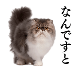 Cat Photo Stickers 02 sticker #13811364