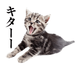 Cat Photo Stickers 02 sticker #13811370