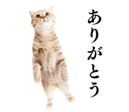 Cat Photo Stickers 02 sticker #13811373