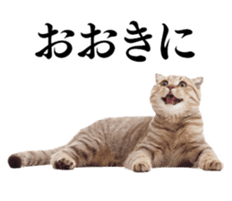 Cat Photo Stickers 02 sticker #13811375