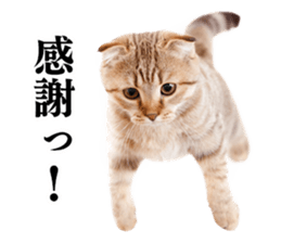 Cat Photo Stickers 02 sticker #13811376