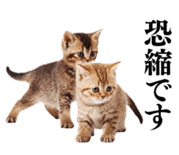 Cat Photo Stickers 02 sticker #13811378