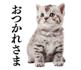 Cat Photo Stickers 02 sticker #13811379