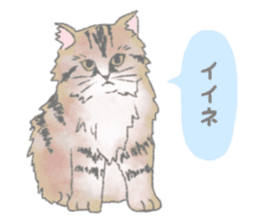 Cute long-haired cats sticker #13812146