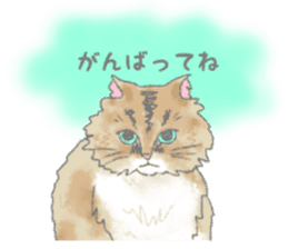 Cute long-haired cats sticker #13812150