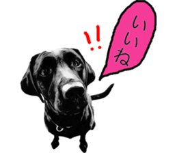 Black Labrador OHANA3 sticker #13818502