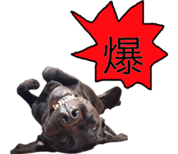 Black Labrador OHANA3 sticker #13818507