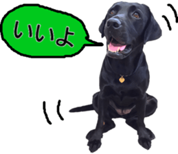 Black Labrador OHANA3 sticker #13818508