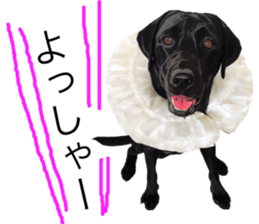 Black Labrador OHANA3 sticker #13818512