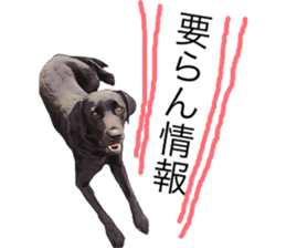 Black Labrador OHANA3 sticker #13818517