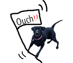 Black Labrador OHANA3 sticker #13818528
