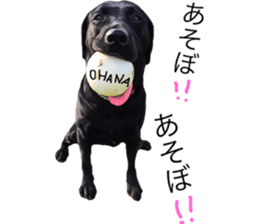 Black Labrador OHANA3 sticker #13818530