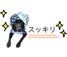 Black Labrador OHANA3 sticker #13818532