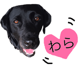 Black Labrador OHANA3 sticker #13818538