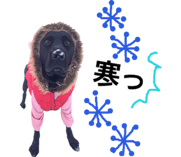 Black Labrador OHANA3 sticker #13818540