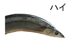 Move Pacific saury sticker #13818967