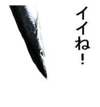 Move Pacific saury sticker #13818968