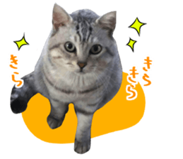 A little fat cat,Moon 2 sticker #13821598