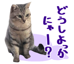 A little fat cat,Moon 2 sticker #13821599