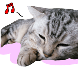 A little fat cat,Moon 2 sticker #13821601