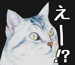 A little fat cat,Moon 2 sticker #13821602