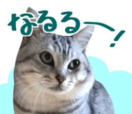 A little fat cat,Moon 2 sticker #13821604