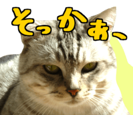 A little fat cat,Moon 2 sticker #13821605