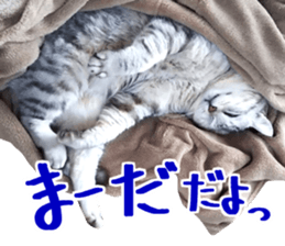 A little fat cat,Moon 2 sticker #13821607