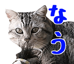 A little fat cat,Moon 2 sticker #13821609