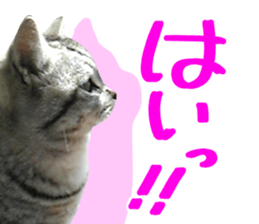 A little fat cat,Moon 2 sticker #13821610