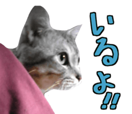 A little fat cat,Moon 2 sticker #13821611