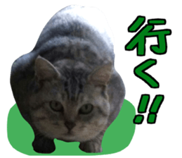 A little fat cat,Moon 2 sticker #13821612