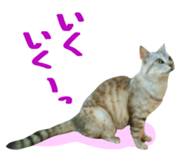 A little fat cat,Moon 2 sticker #13821614