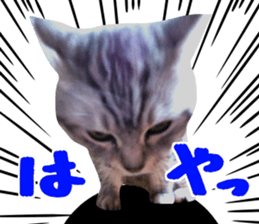 A little fat cat,Moon 2 sticker #13821617