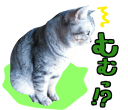 A little fat cat,Moon 2 sticker #13821618