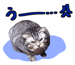 A little fat cat,Moon 2 sticker #13821619