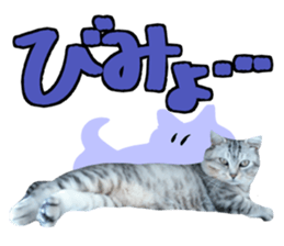 A little fat cat,Moon 2 sticker #13821620