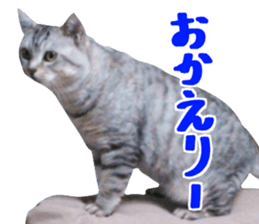 A little fat cat,Moon 2 sticker #13821623