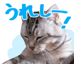 A little fat cat,Moon 2 sticker #13821624