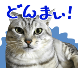 A little fat cat,Moon 2 sticker #13821627