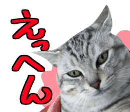 A little fat cat,Moon 2 sticker #13821629