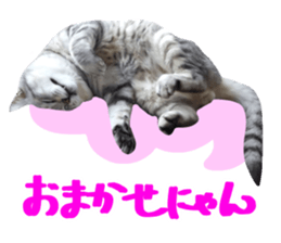 A little fat cat,Moon 2 sticker #13821630