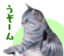 A little fat cat,Moon 2 sticker #13821631