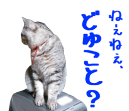 A little fat cat,Moon 2 sticker #13821632