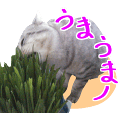 A little fat cat,Moon 2 sticker #13821633