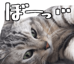 A little fat cat,Moon 2 sticker #13821634