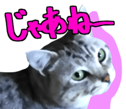 A little fat cat,Moon 2 sticker #13821635